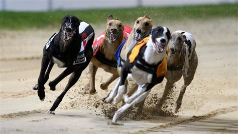 Greyhound Bet .